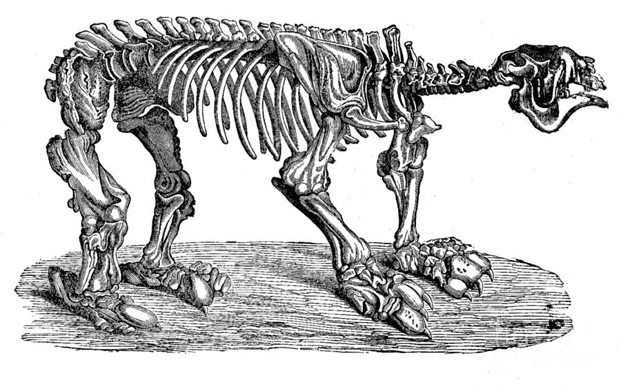 Megatherium, Cenozoic Mammal #1 Photograph by Science Source