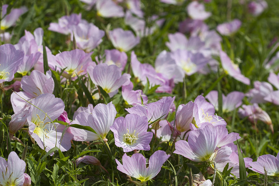 Merry Pink Evening Primrose Wildflowers #1 Photograph by Kathy Clark