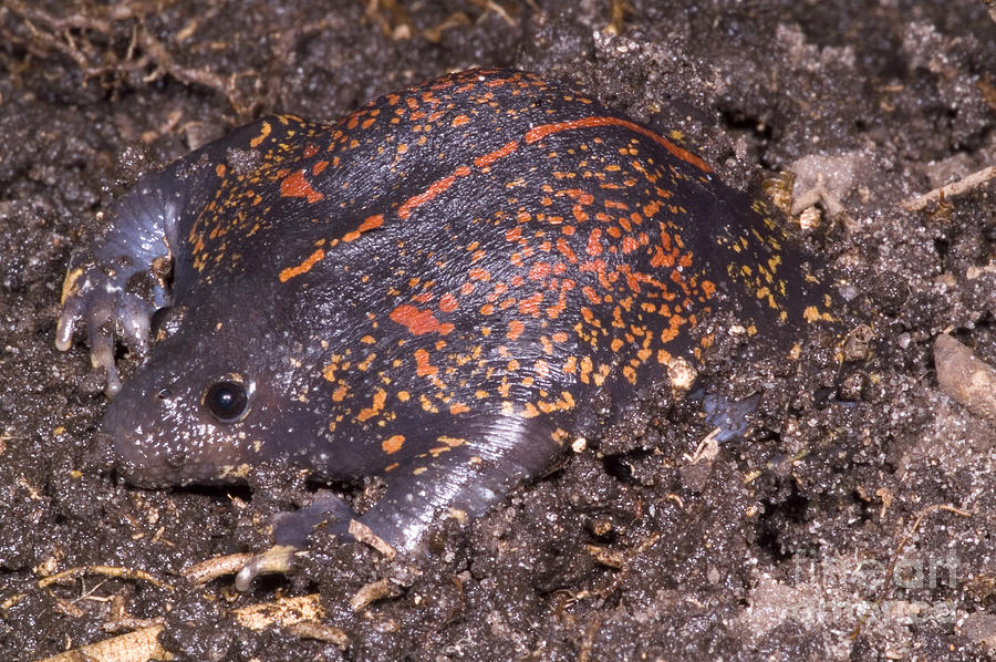 Mexican Burrowing Toad #1 Photograph by Dante Fenolio