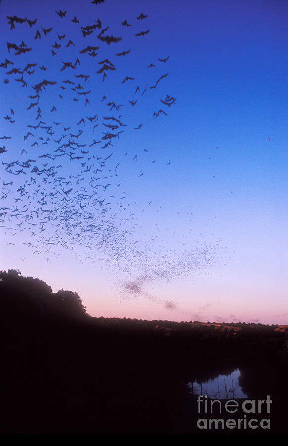 Animal Photograph - Mexican Freetail Bats #1 by Dante Fenolio