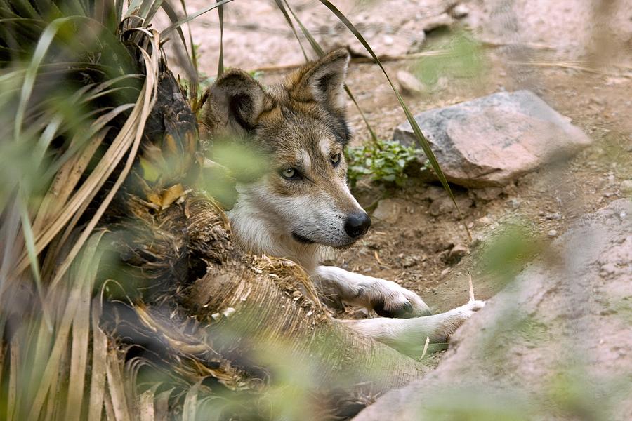 Wolves Photograph - Mexican Gray Wolf #1 by Bob Gibbons