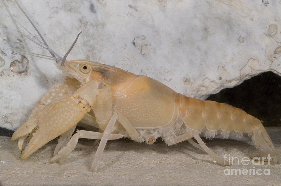 Miami Cave Crayfish #1 Photograph by Dante Fenolio