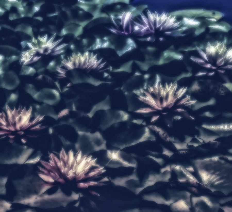 Lily Digital Art - Midnight In The Lily Pond #1 by Jill Balsam