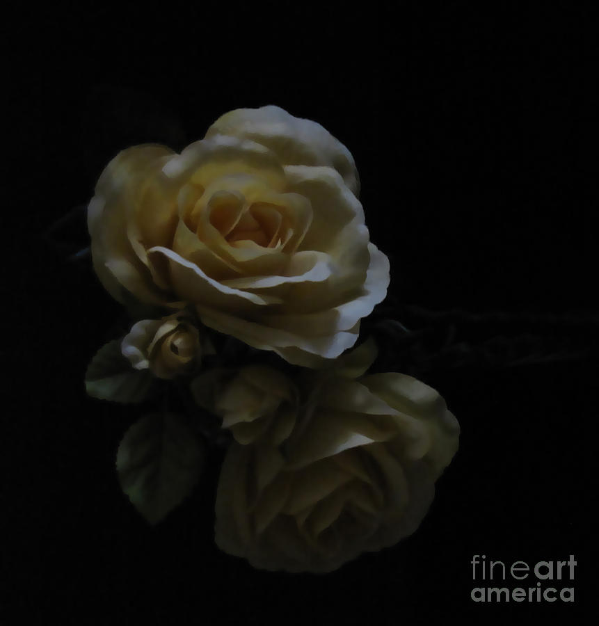 Midnight Roses Photograph by Cedric Hampton