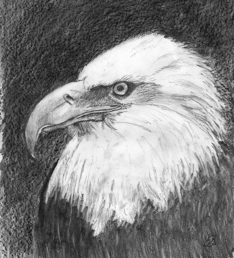 Mighty Eagle Drawing by Gail Schmiedlin | Fine Art America