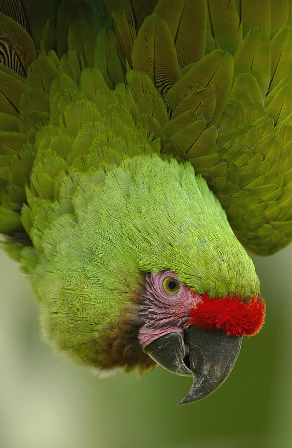 Bird Photograph - Military Macaw Ara Militaris Portrait #1 by Pete Oxford