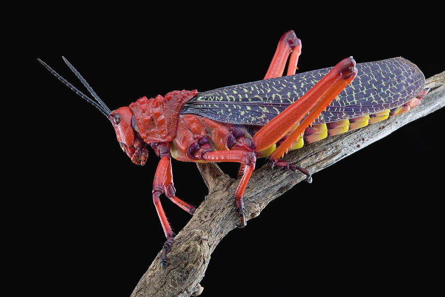Milkweed Grasshopper South Africa #1 Photograph by Piotr Naskrecki