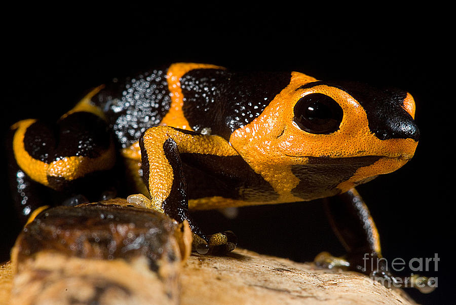 Mimic Poison Frog #1 Photograph by Dant Fenolio