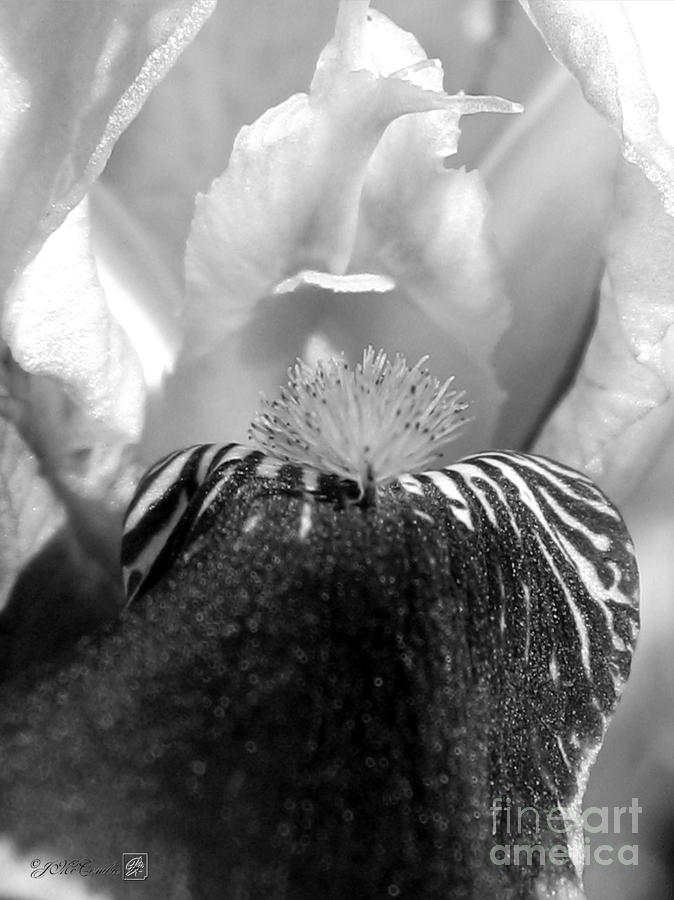 Miniature Tall Bearded Iris named Consummation #2 Photograph by J McCombie