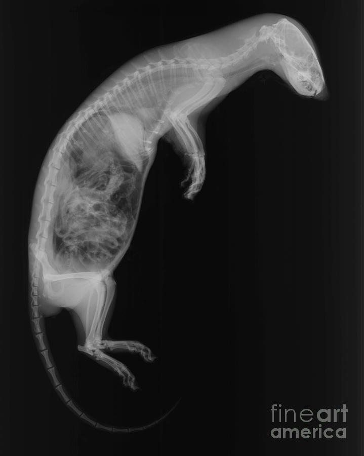 Animal Photograph - Mink, X-ray #1 by Ted Kinsman