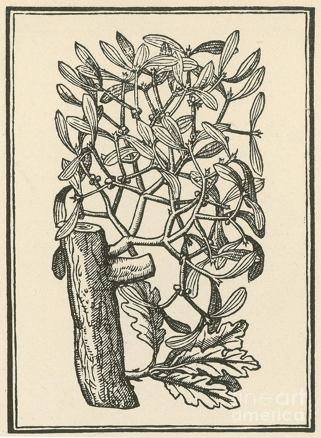Mistletoe-Alchemy Plant #4 Photograph by Science Source