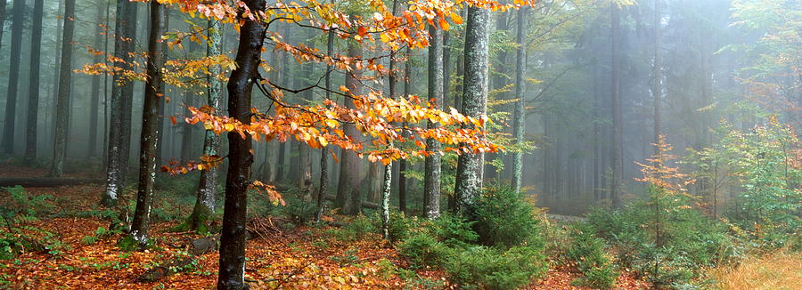 Misty autumn forest #1 Photograph by Ulrich Kunst And Bettina Scheidulin
