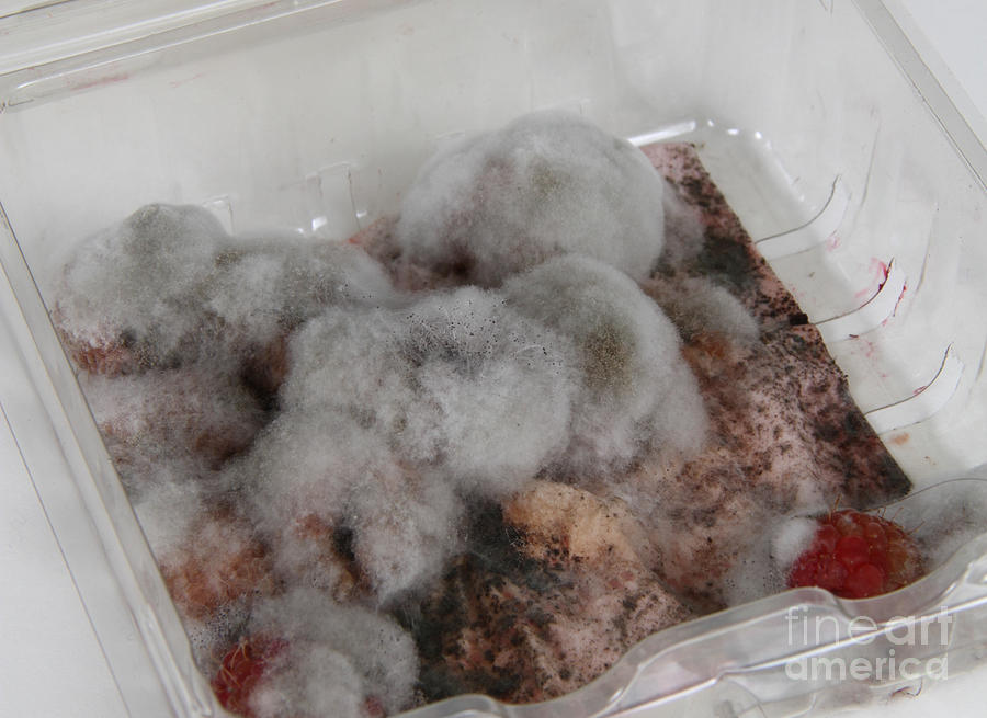 Moldy Raspberries #1 Photograph by Photo Researchers, Inc.