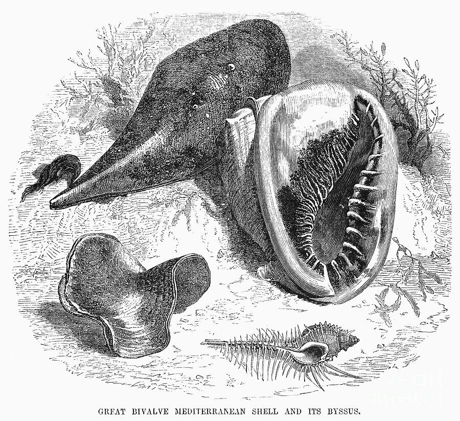 MOLLUSK, 19th CENTURY Drawing by GRANGER Historical Picture Archive MOLLUSK, 19th CENTURY Drawing by GRANGER Historical Picture Archive