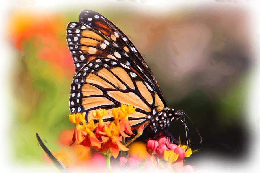 Butterfly Photograph - Monarch And Milkweed #1 by Heidi Smith