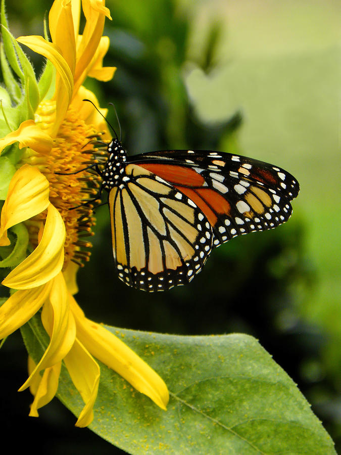 Monarch And The Sunflower Photograph by Sandi OReilly