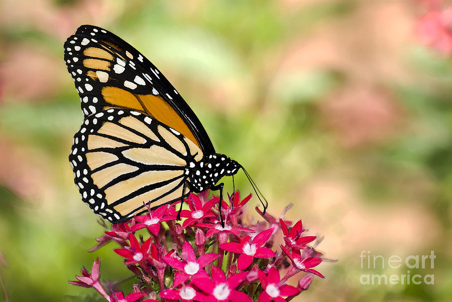 Monarch Butterfly #1 Photograph by Betty LaRue