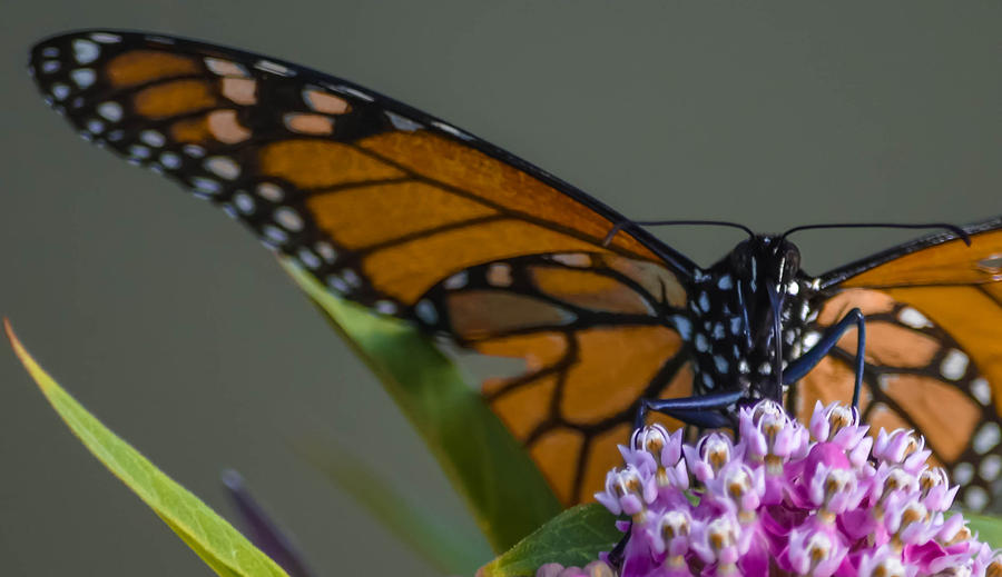 Monarch Butterfly #1 Photograph by Brian Stevens