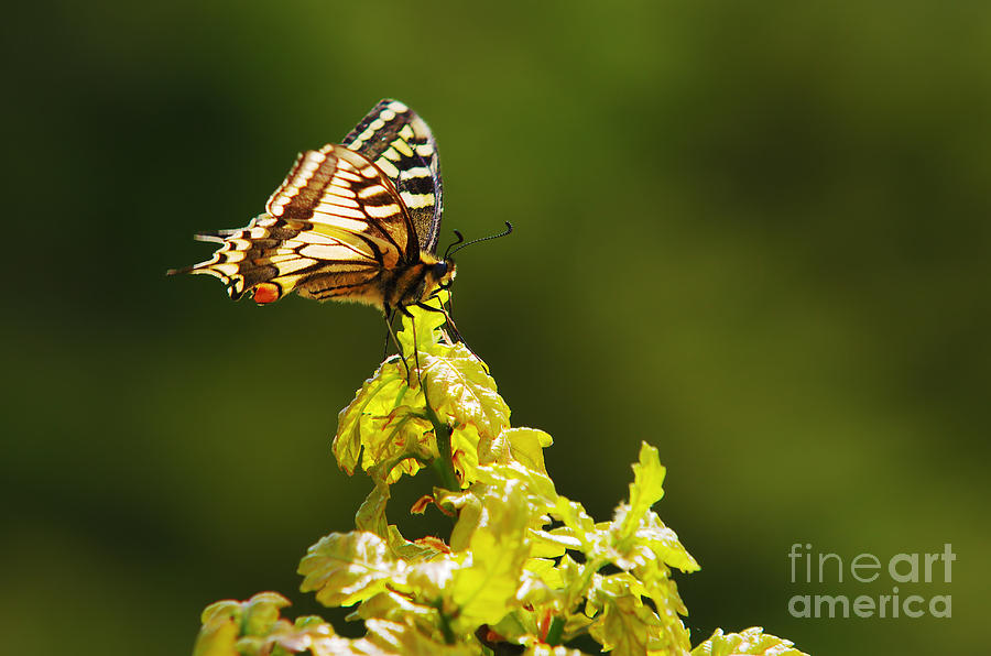 Monarch butterfly #1 Photograph by Carlos Caetano