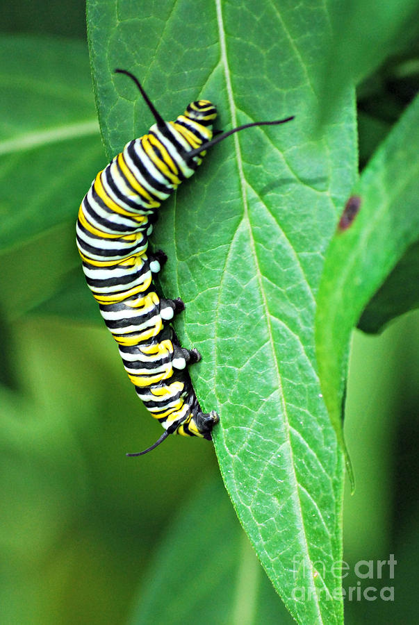 Monarch Butterfly Caterpillar  #1 Photograph by Lila Fisher-Wenzel