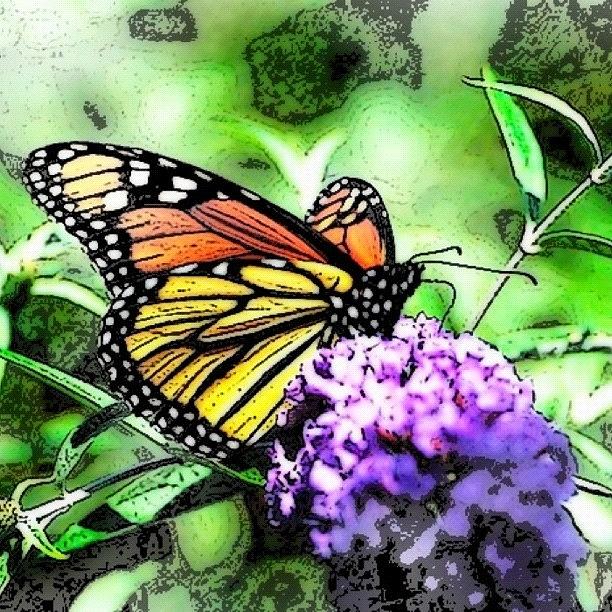 Flowers Still Life Photograph - Monarch Butterfly #1 by Edward Sobuta
