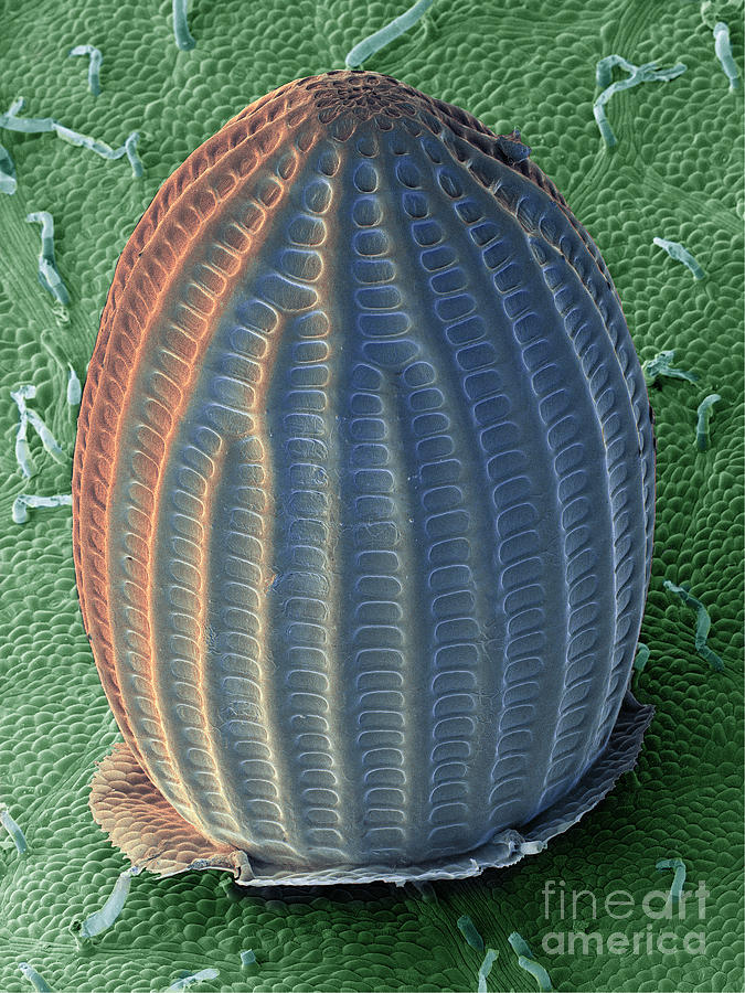 Monarch Butterfly Egg, Sem #1 Photograph by Ted Kinsman