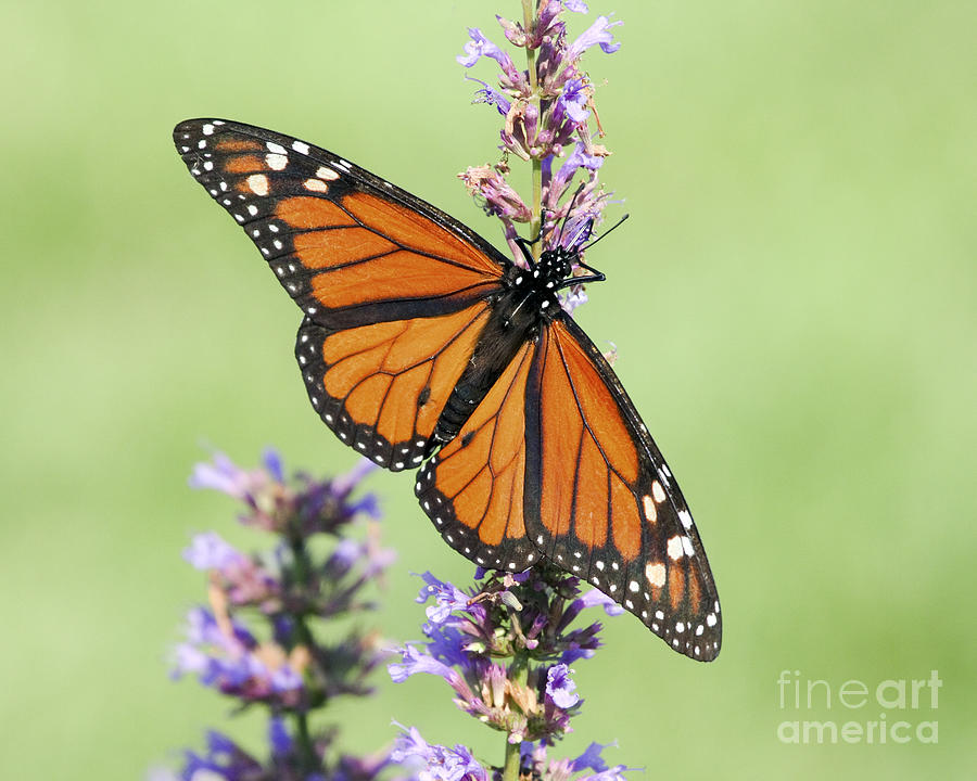 Monarch Butterfly feeding #3 Photograph by John Van Decker