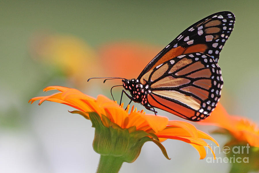 Monarch Butterfly #1 Photograph by Jack Schultz
