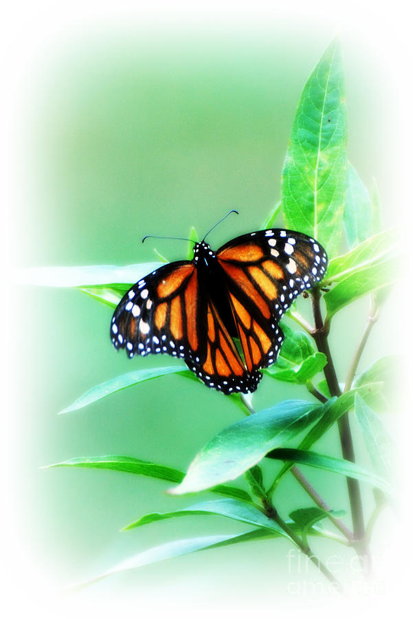 Monarch Butterfly #1 Photograph by Lila Fisher-Wenzel