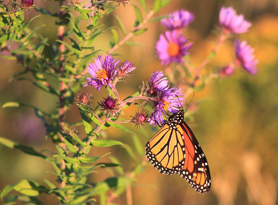 Monarch Butterfly on Asters #1 Photograph by John Burk