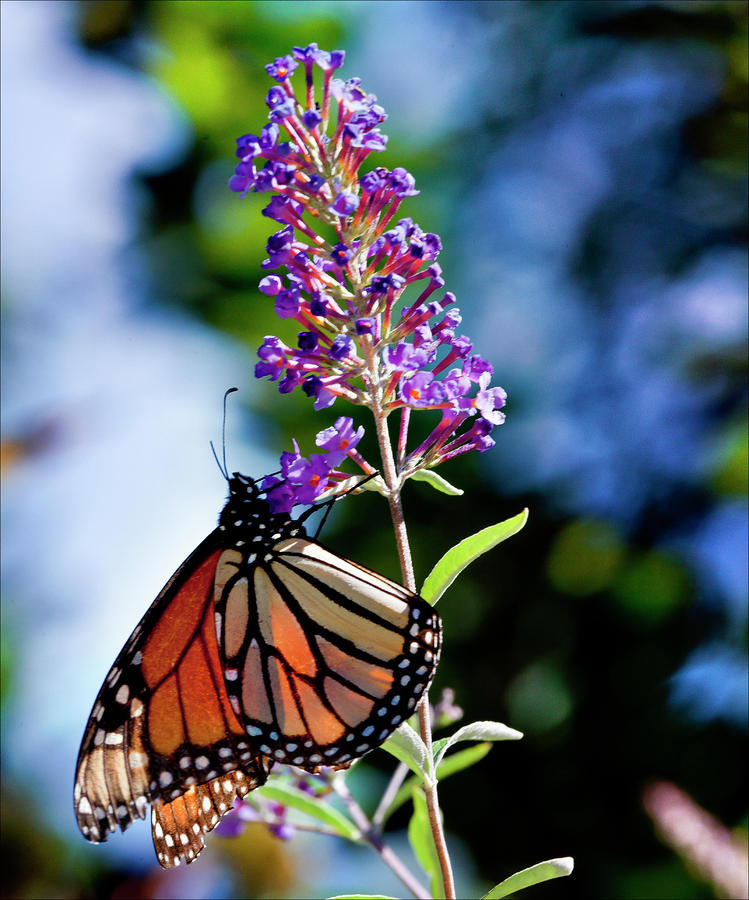 Monarch Butterfly #1 Photograph by Robert Ullmann