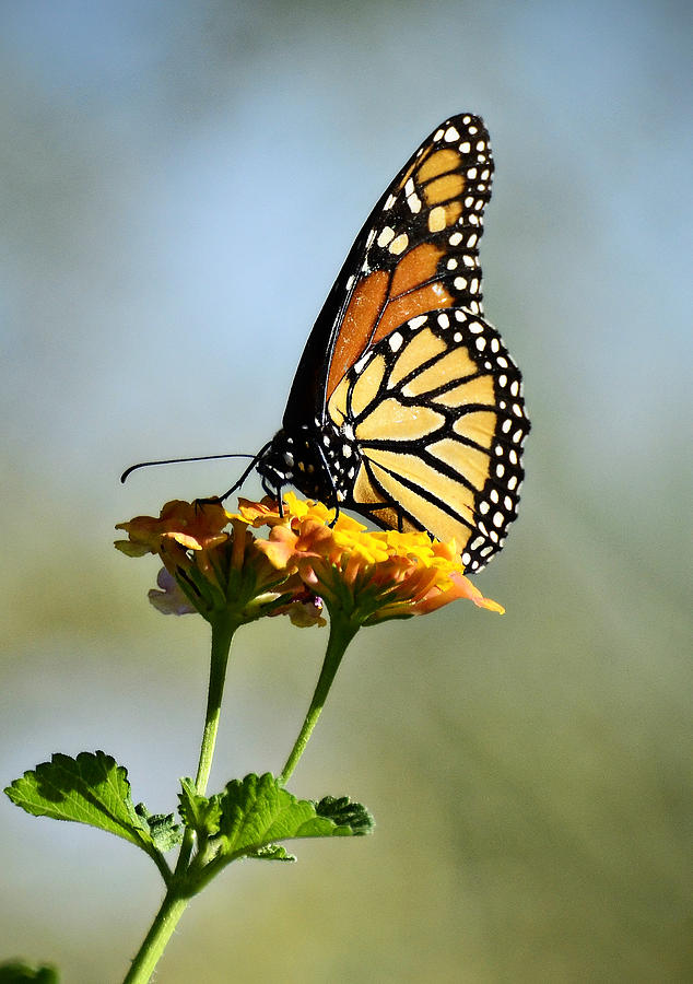 Monarch Butterfly #4 Photograph by Saija Lehtonen