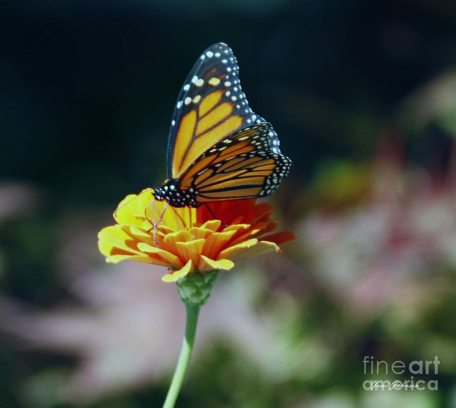 Monarch #1 Photograph by Yumi Johnson