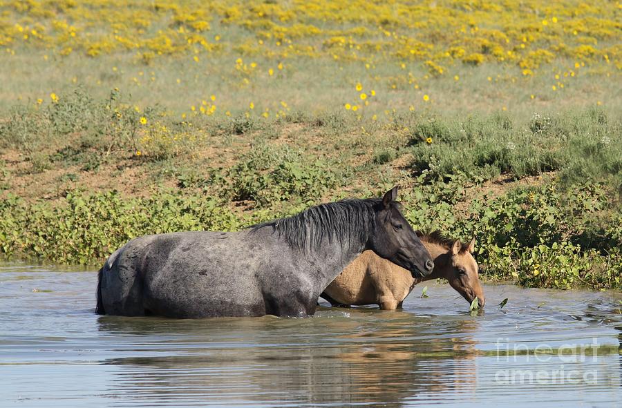 Mustang Photograph - Monero Mustangs by Lori Bristow Mustang Photograph - Monero Mustangs by Lori Bristow