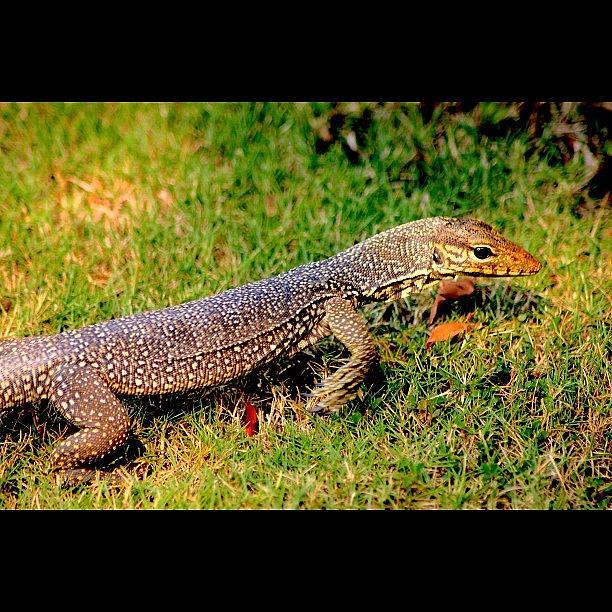 Nature Photograph - Monitor Lizard, 4th Pic, By My Lens #1 by Ahmed Oujan