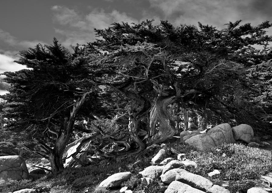 Monterey Cypress  #1 Photograph by Jim Ross