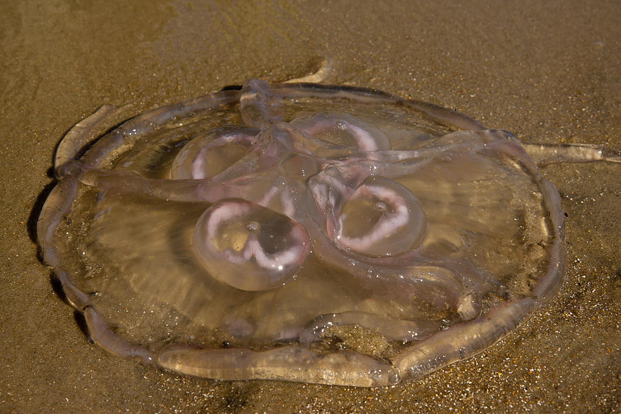 Fish Photograph - Moon Jellyfish #1 by Betsy Knapp