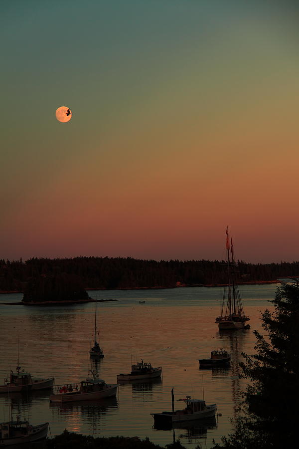 Moonlight Flight #1 Photograph by Doug Mills