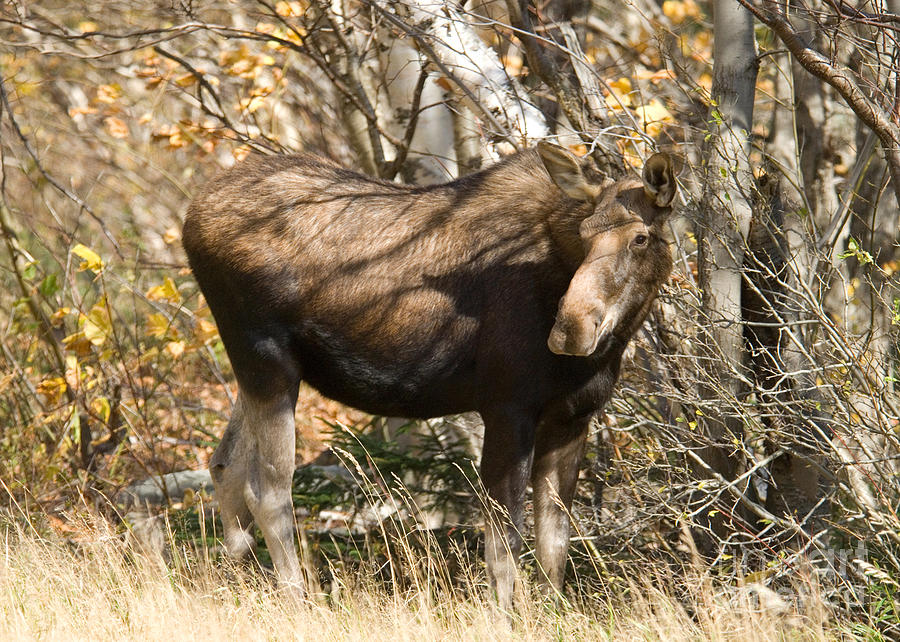 Moose #1 Photograph by Alana Ranney