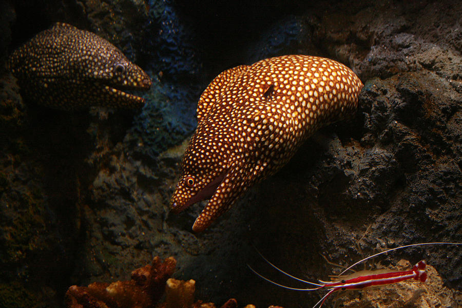 Moray Eel Monterey Bay Aquarium  #1 Photograph by Benjamin Dahl