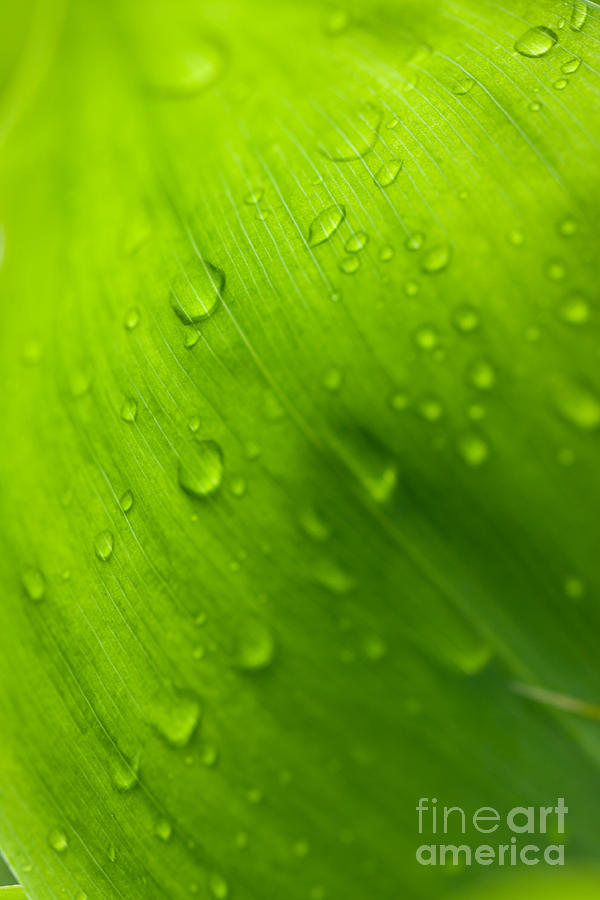 Nature Photograph - Morning dew #1 by Johan Larson