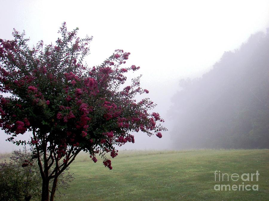 Morning Fog #1 Photograph by Margaret Hamilton