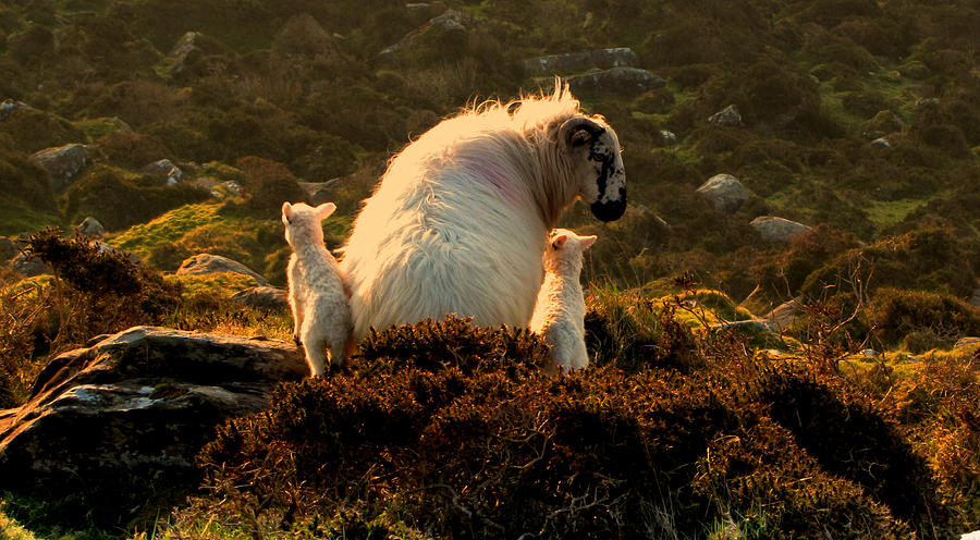 Sheep Photograph - Morning in Kerry #1 by Barbara Walsh