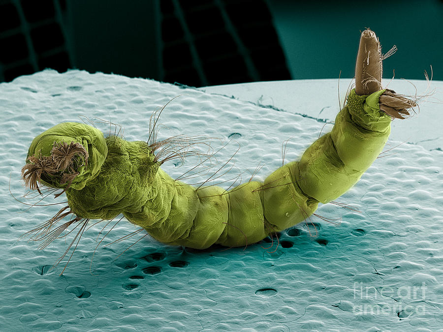 Mosquito Larva, Sem #1  by Ted Kinsman