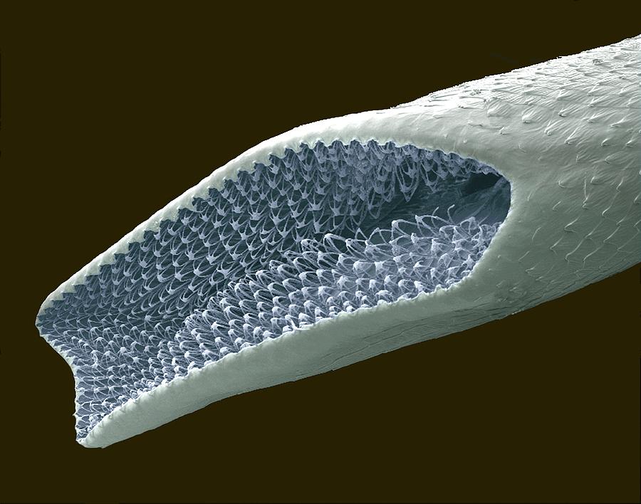 Nature Photograph - Mosquito Pupa Respiratory Tube, Sem #1 by Steve Gschmeissner