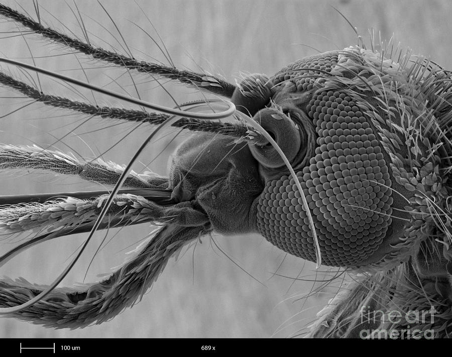 Mosquitos Head, Sem #1 Photograph by Ted Kinsman