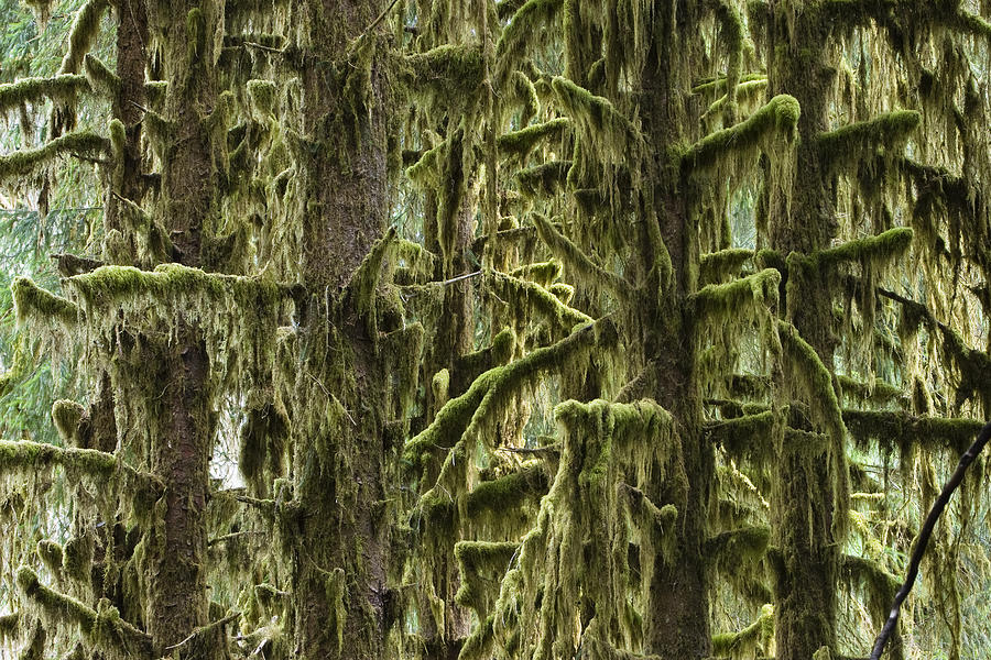 Moss Covered Trees, Hoh Rainforest #1 Photograph by Konrad Wothe