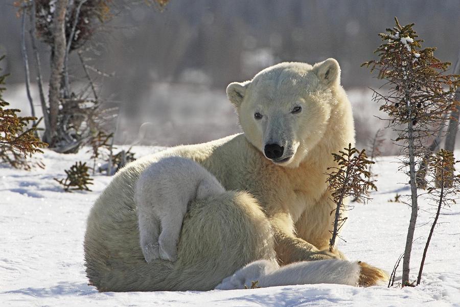 Bear Photograph - Mother Polar Bear Ursus Maritimus #1 by Richard Wear