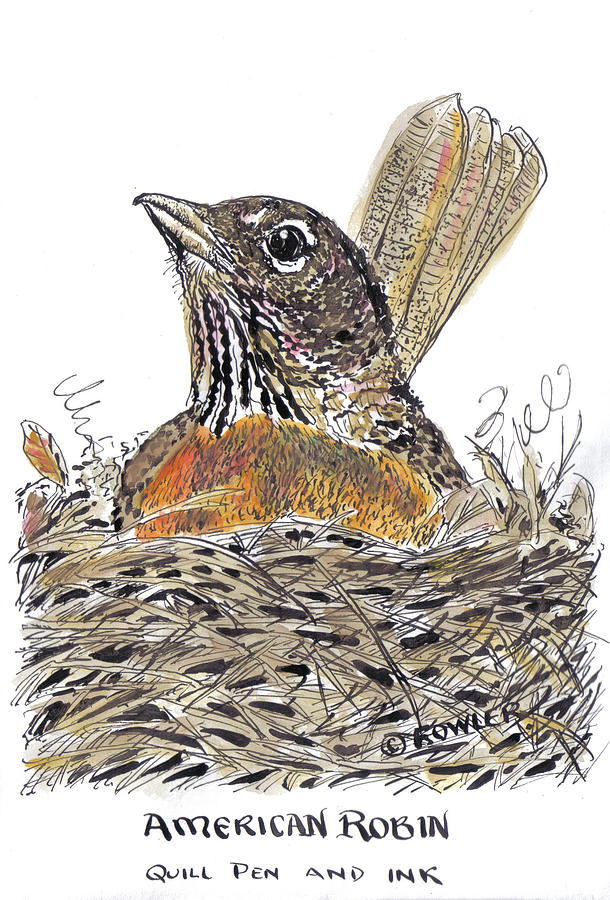 Robin Nest Drawing