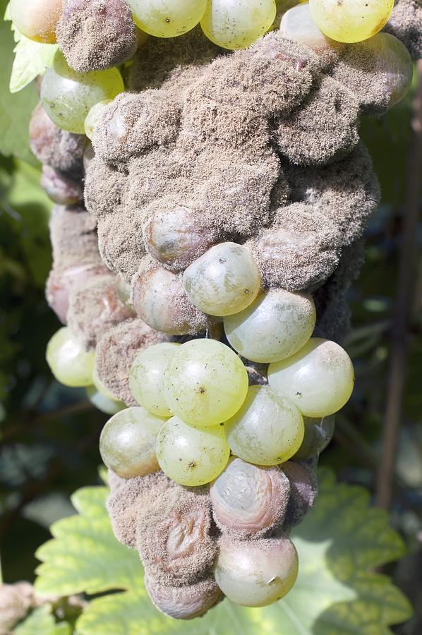 Mouldy Grapes On The Vine #1 Photograph by Dr Jeremy Burgess - Pixels